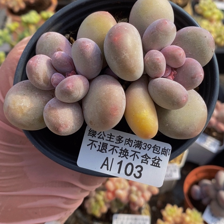 蛋黄奶8cm103多肉植物