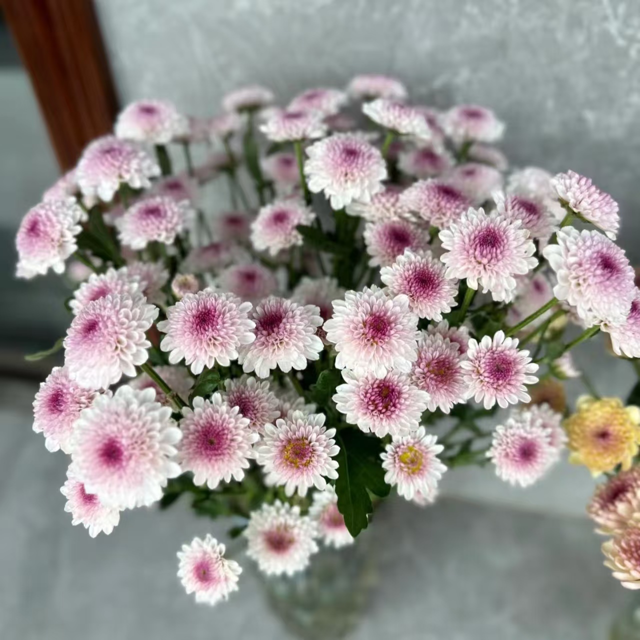 【小雏菊】马蒂斯小雏菊超长待机|全场鲜花任意满2单及以上包邮