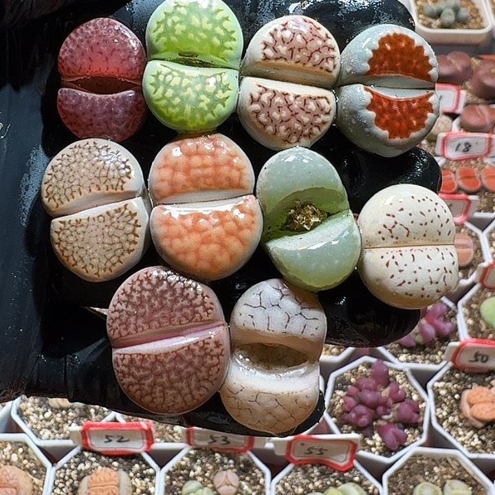 生石花2333:：。  29