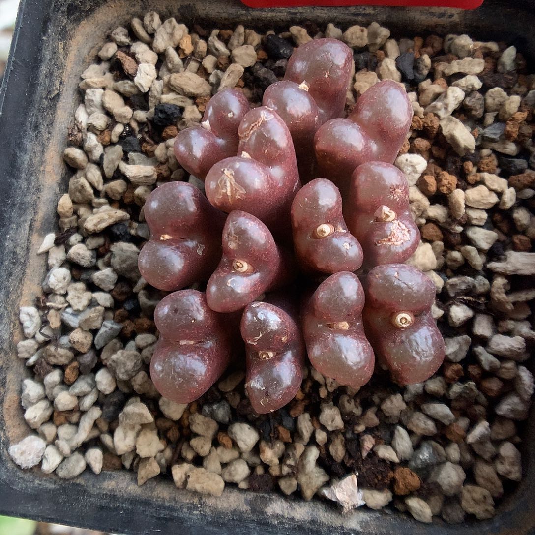 11-15-12 瑕疵红勋章一群