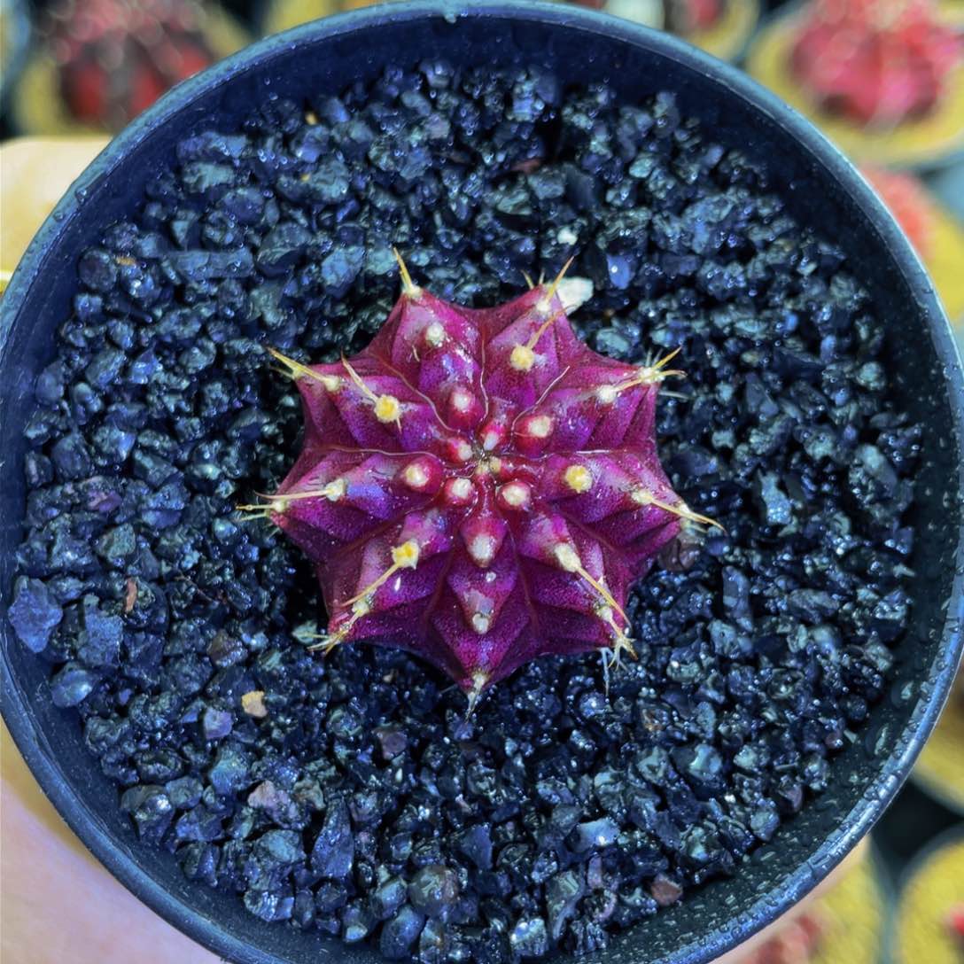 米哈星球000000000000013