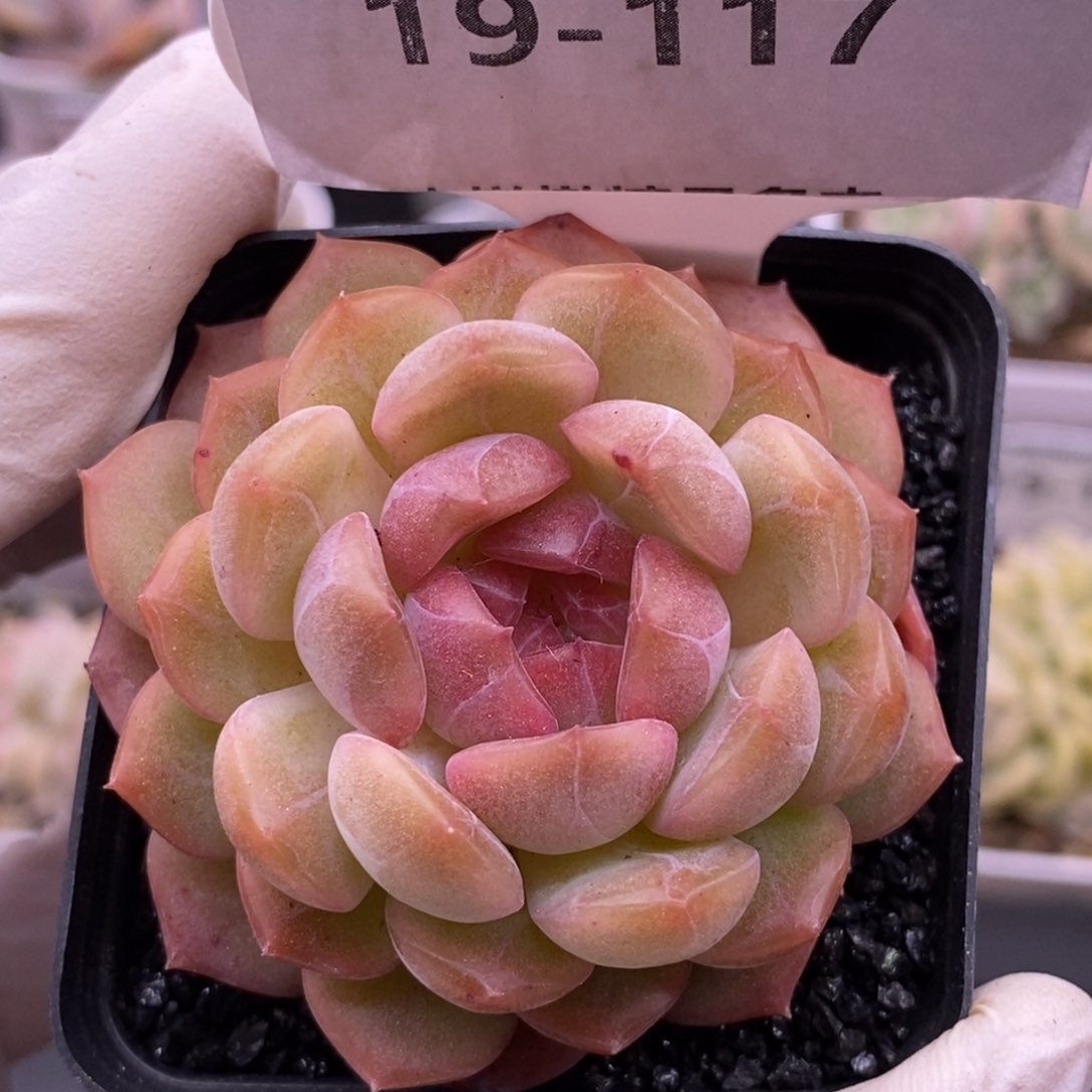 【闪购商品】19-117琴心