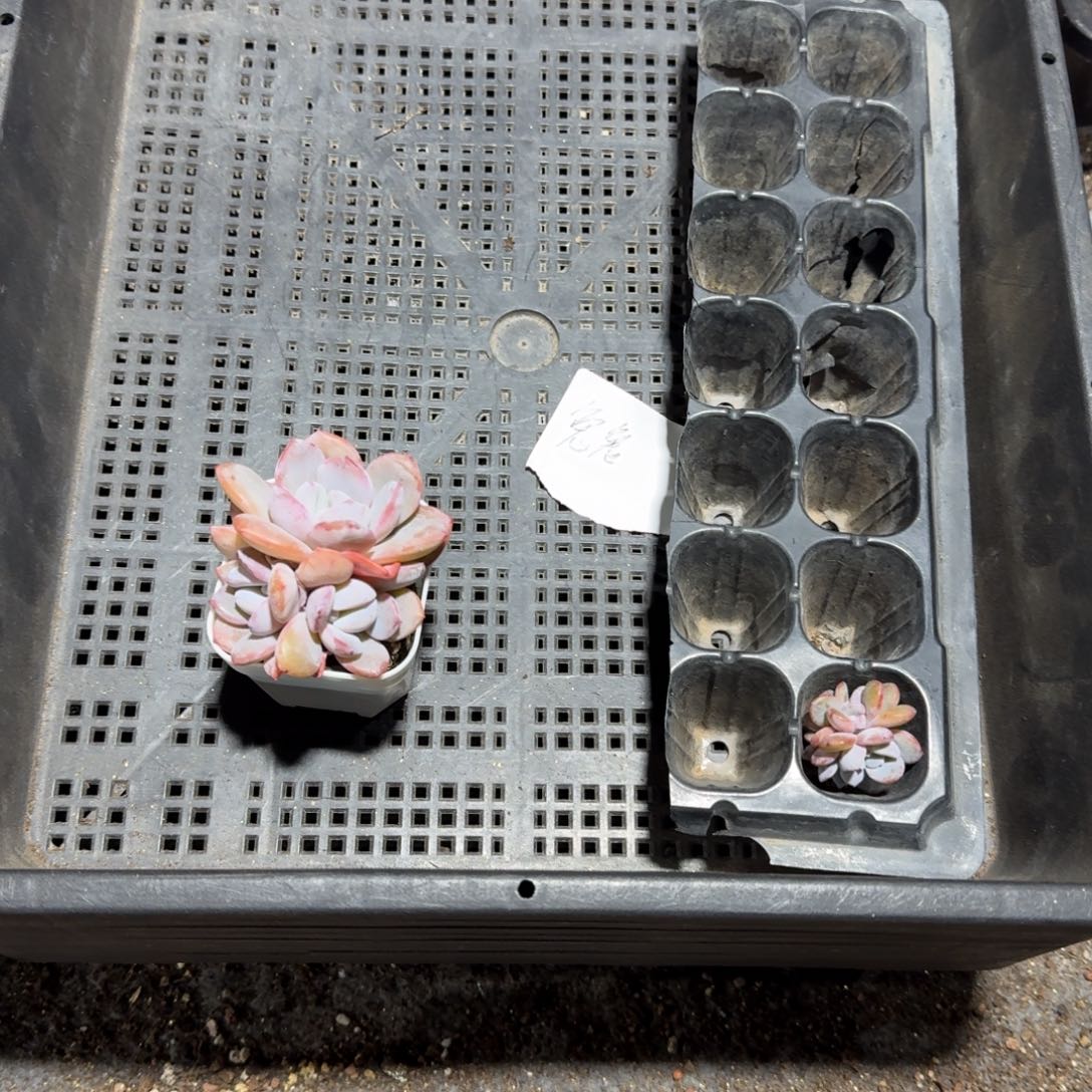 兔兔一物一拍专拍