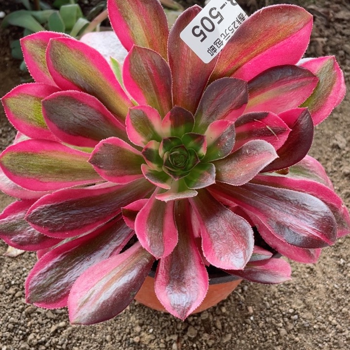 505女女花脸多肉42345688