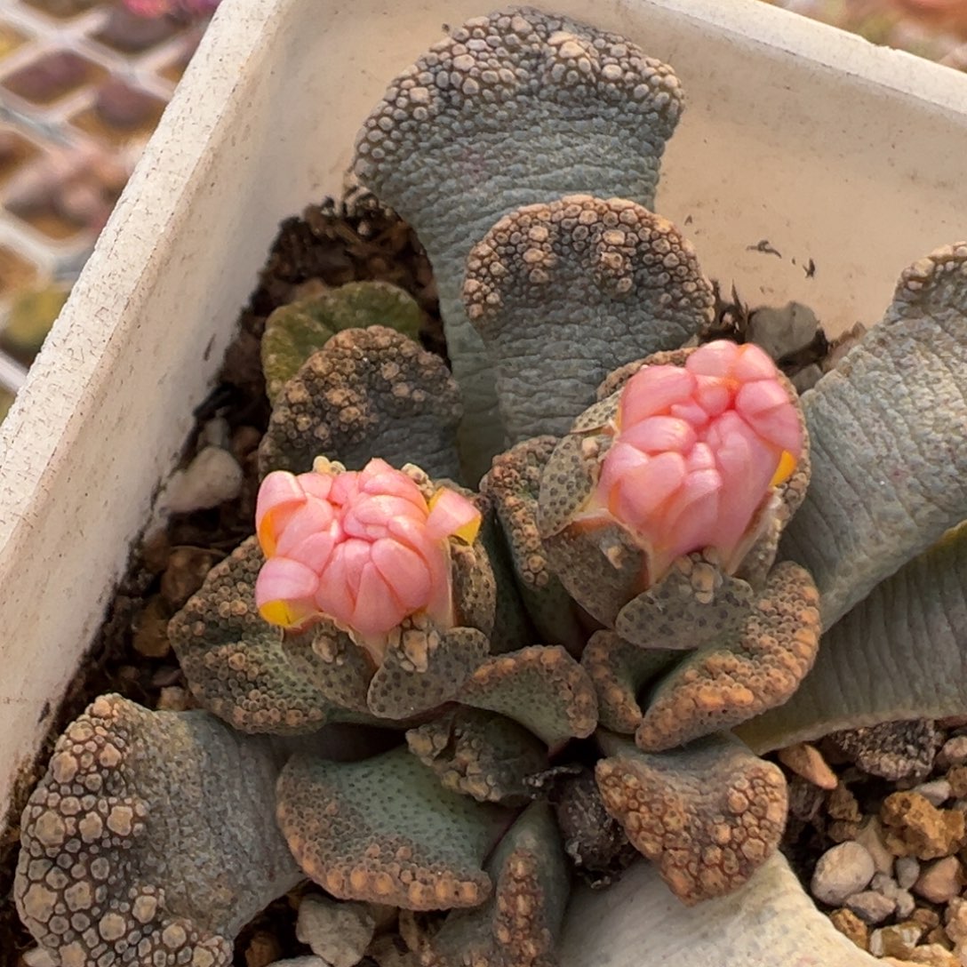 170多肉植物百科植物