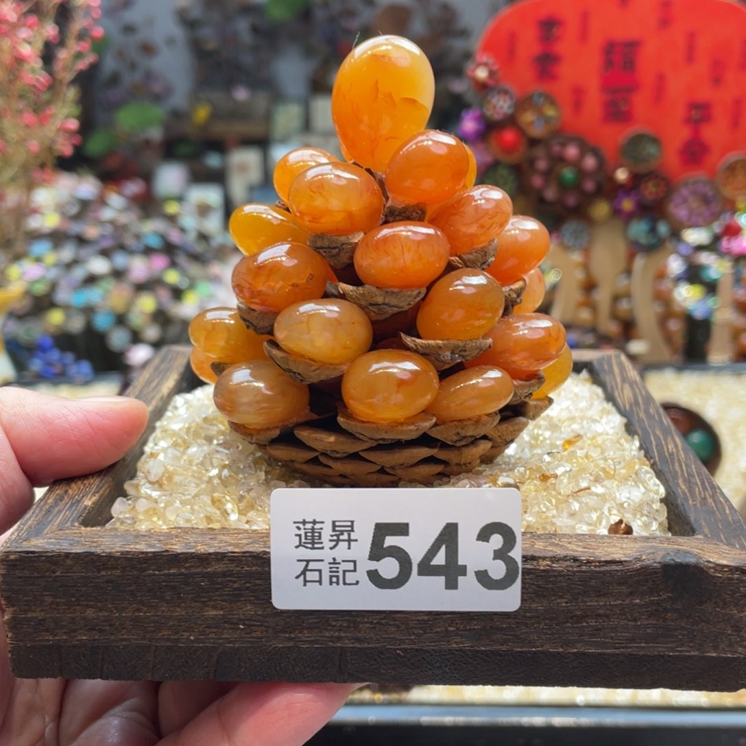 核桃木/黑胡桃（胡桃木）543一套松塔