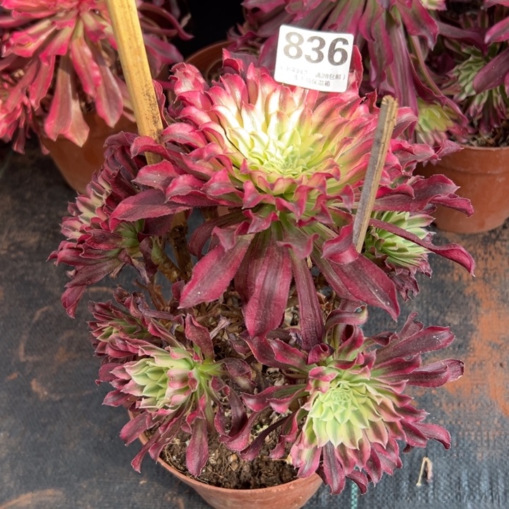 836多肉植物仙墨