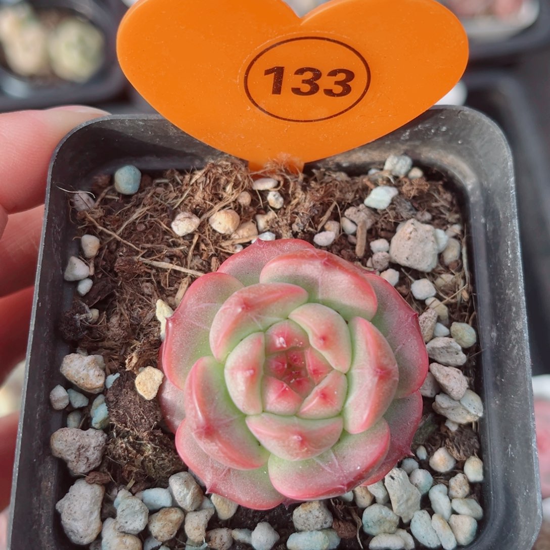 风靡园艺皓钻珍妮单