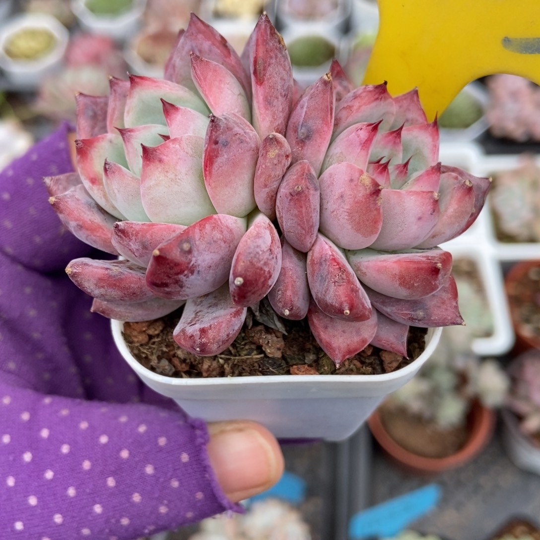 725钻石卡多肉植物