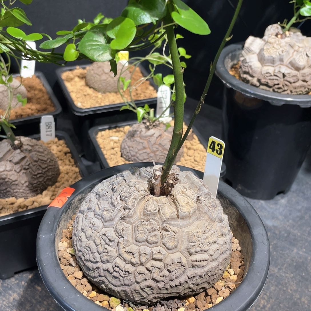 43号龟甲龙9.7公分