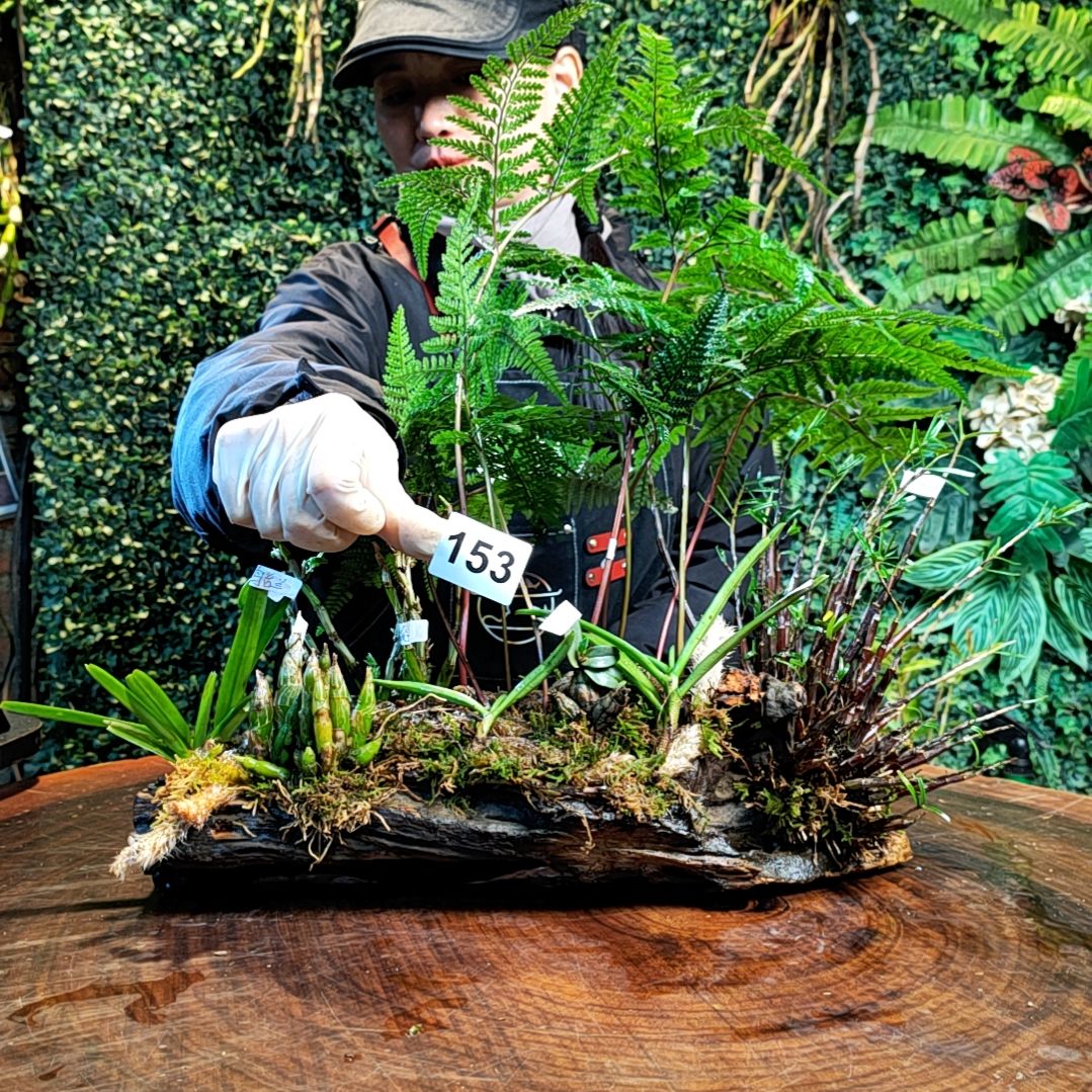 【闪购商品】石**舍153微景观组合花