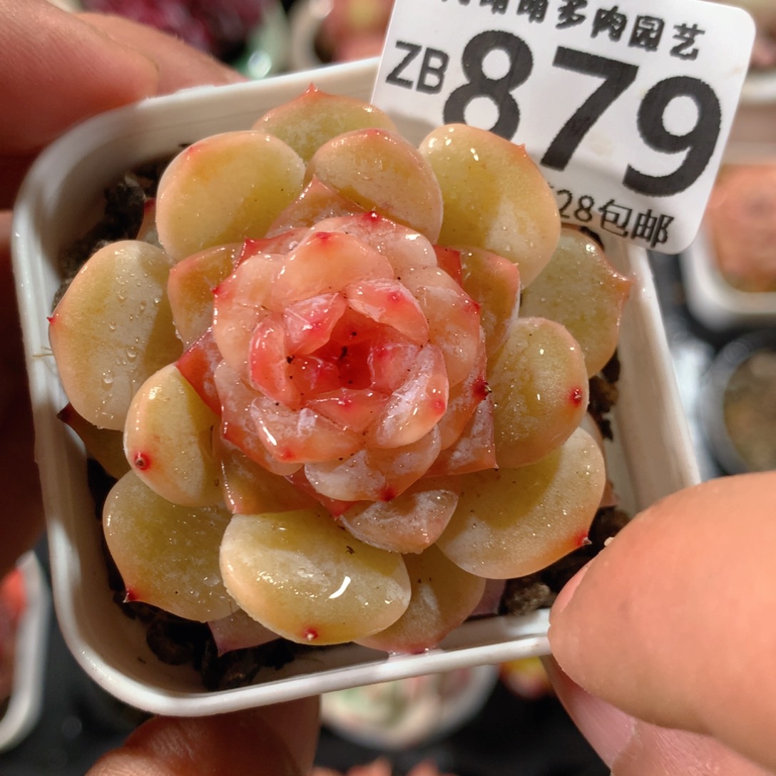 5CM拇指盆精控多肉ZB879