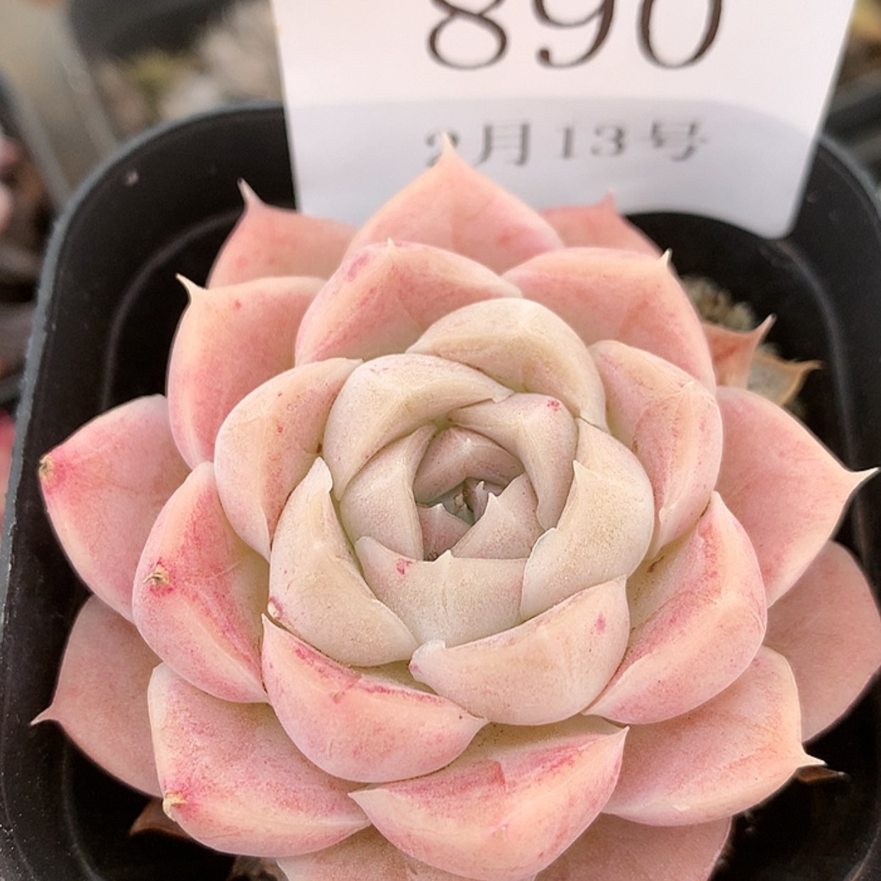 【闪购商品】云890