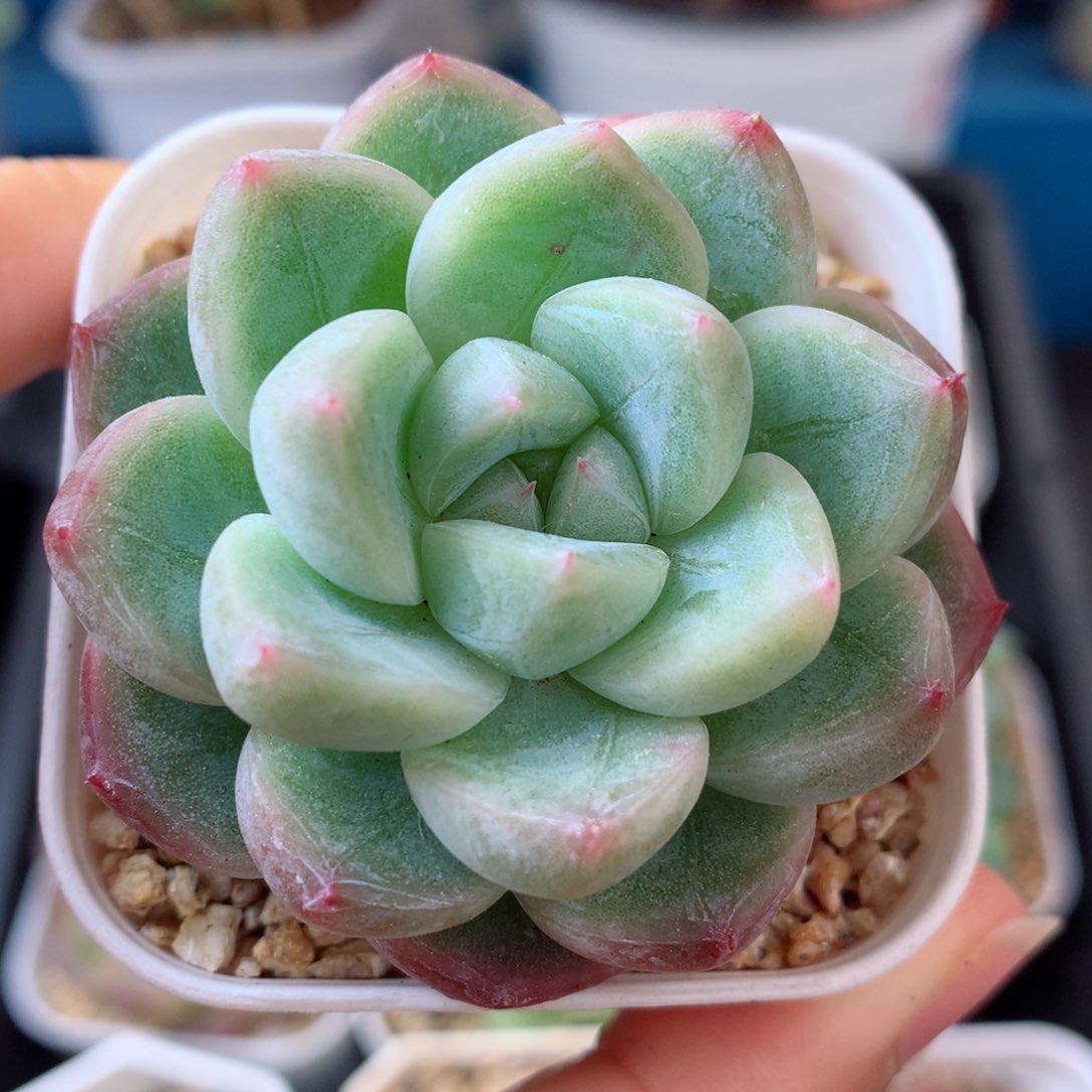 21珍妮58包邮  群生不包整 