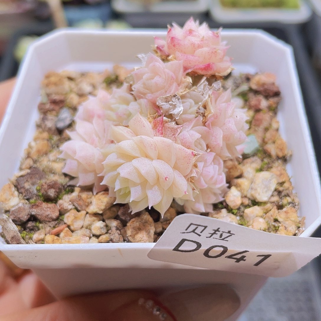 d41 精品多肉一物一拍