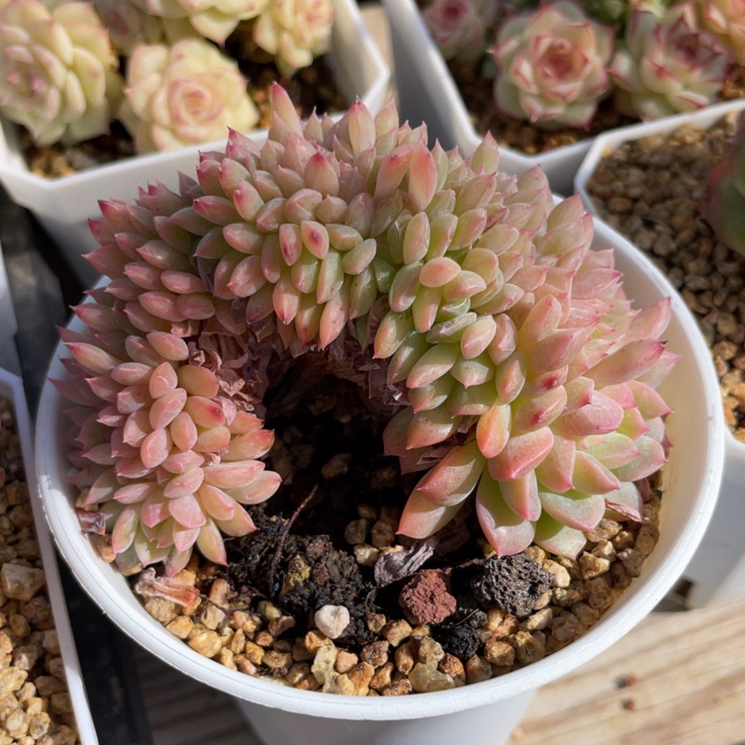 优选珍妮缀化多肉1861