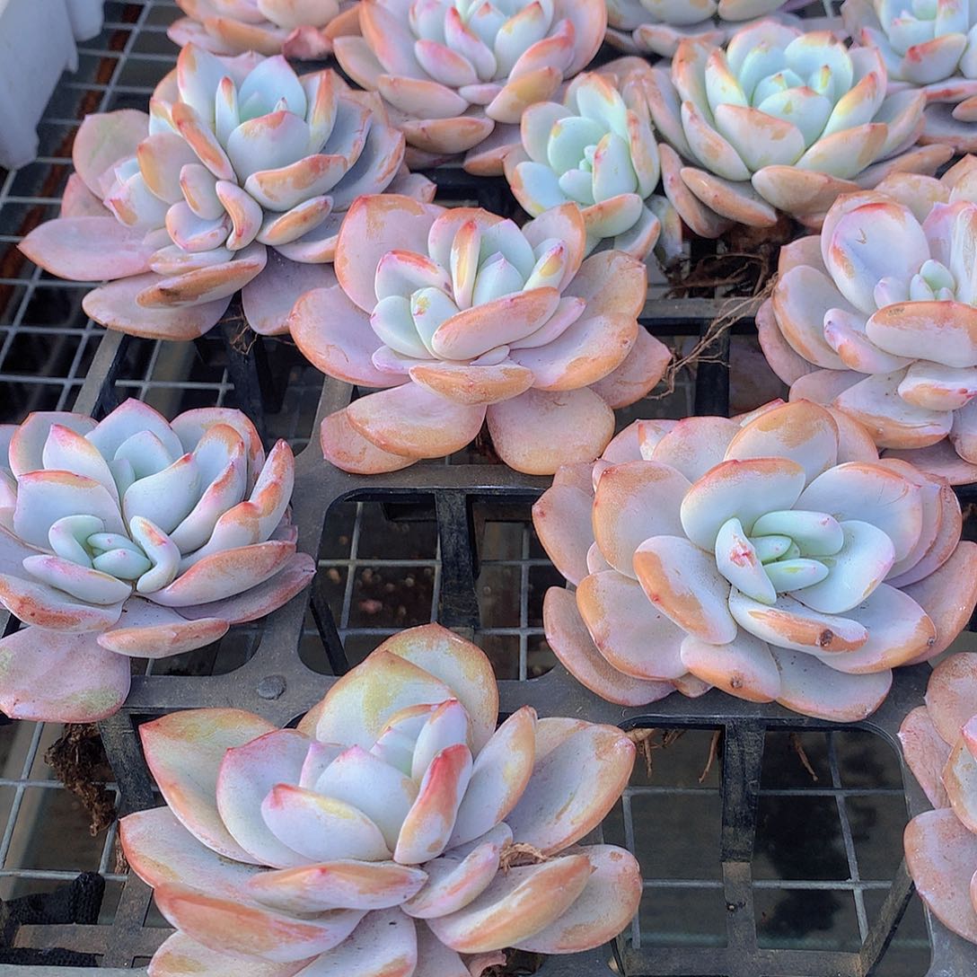 双头韩奶茶345789900000