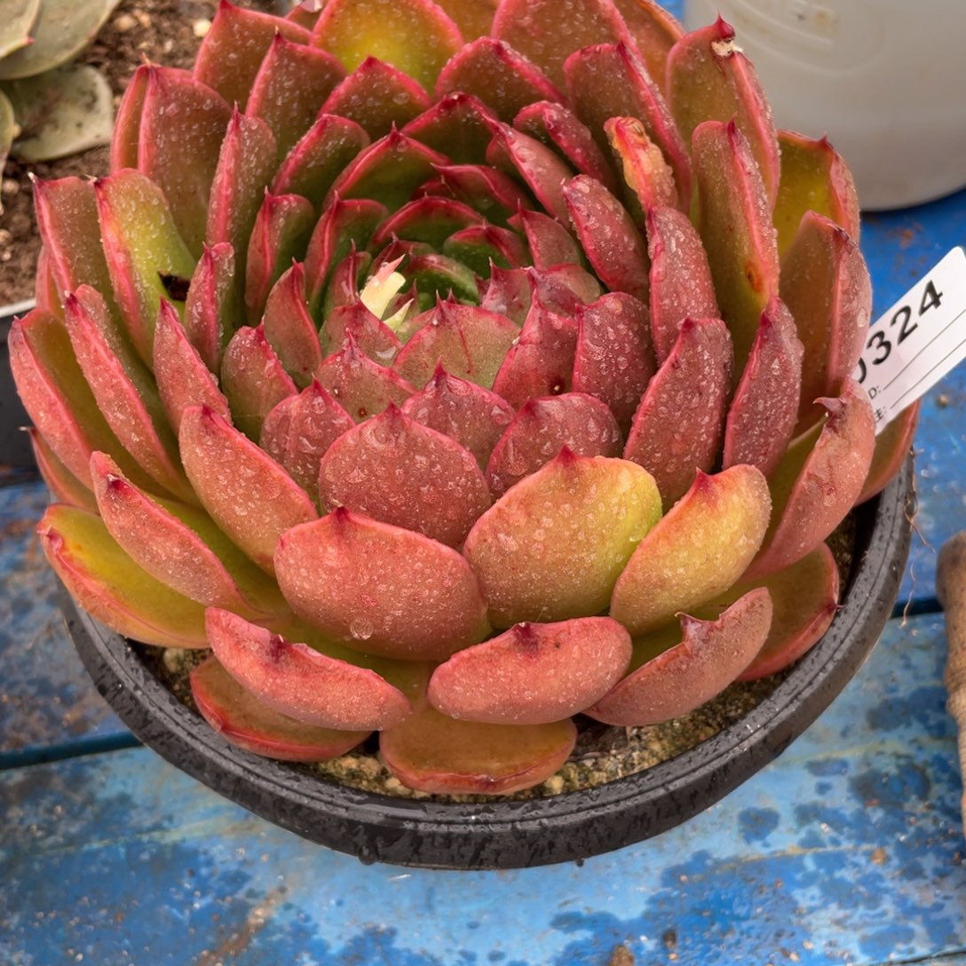 无花朵若如东云组拍D324