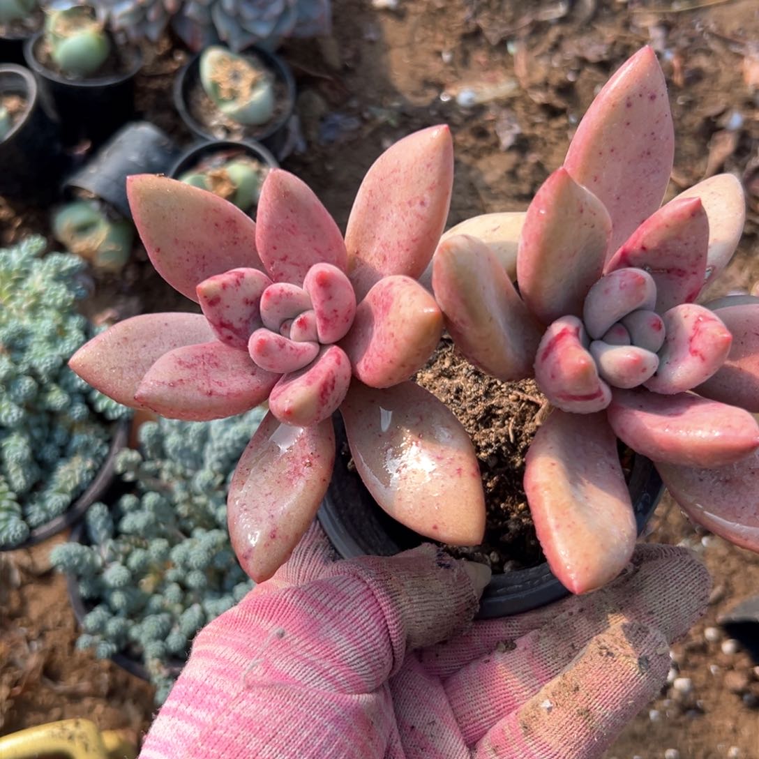诺了植物植物中央音乐学院