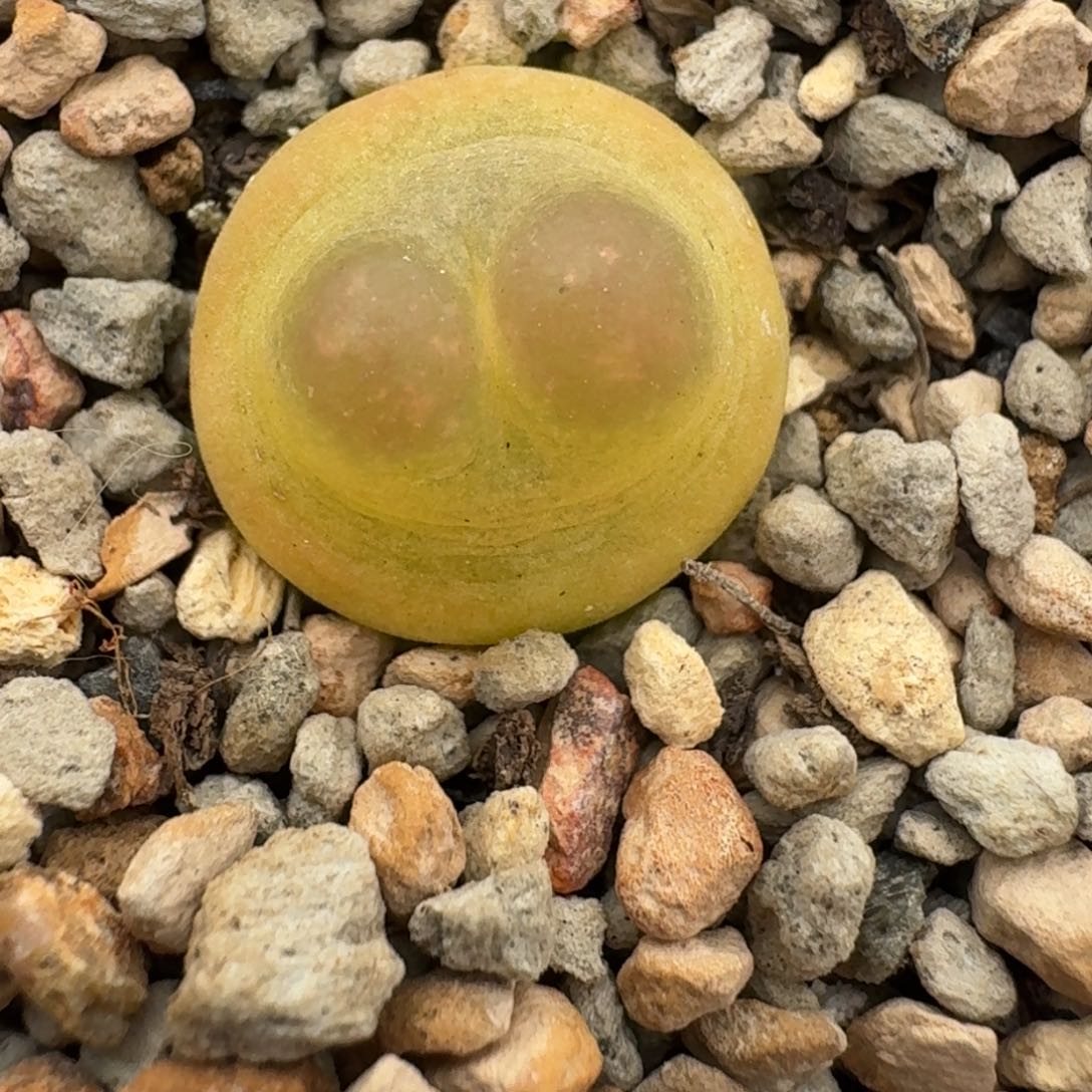 啾啾拉登一颗尺寸1.5