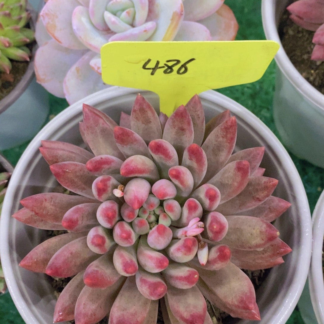 开心多肉，首播福利3