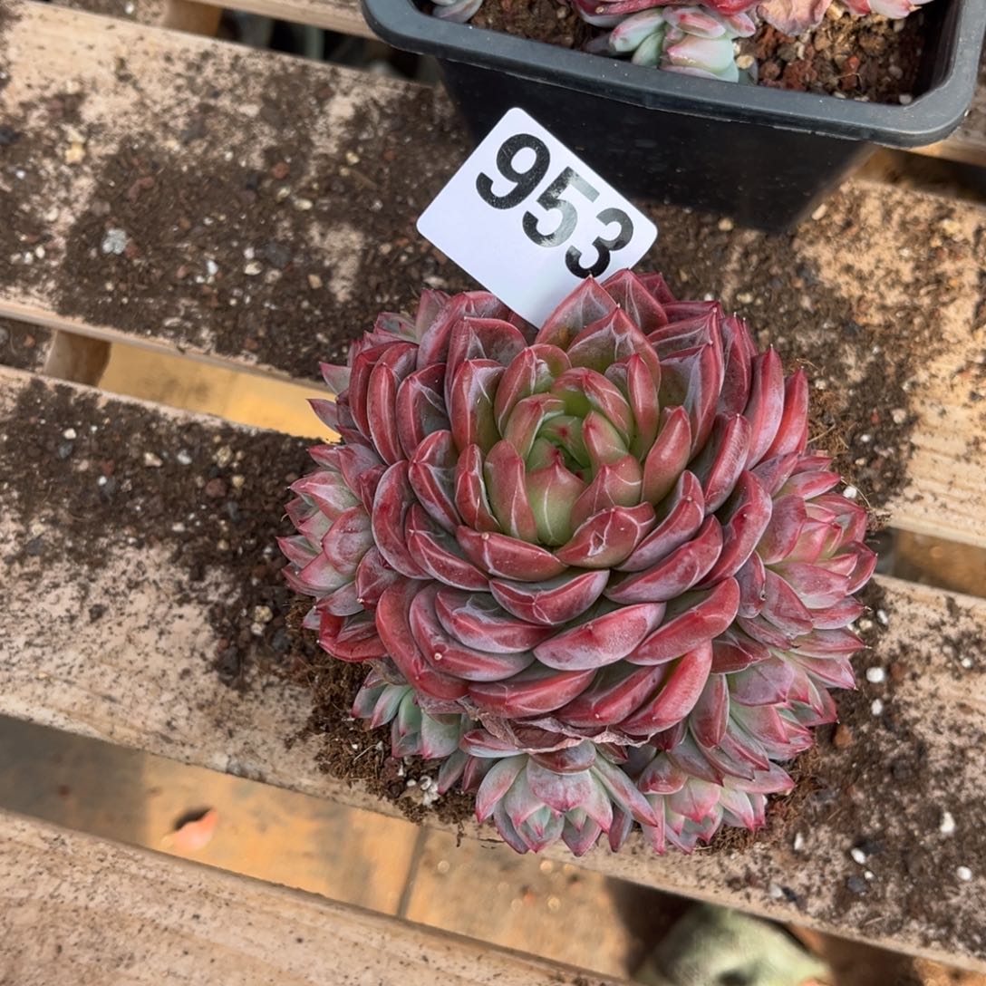 如***意953橙梦露橙梦露橙梦露