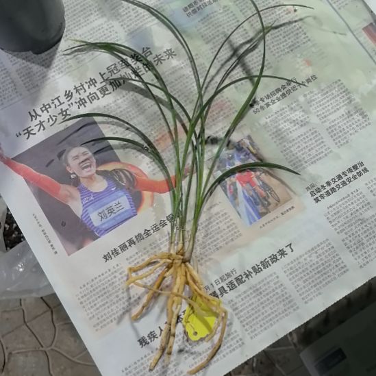 完全开放老种宋梅三苗