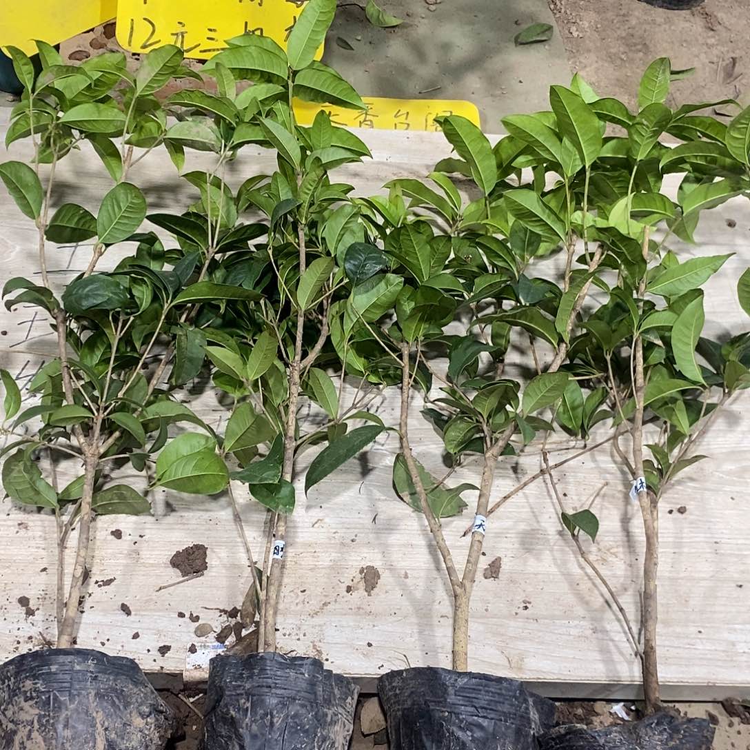 完全开放四季桂花一物一拍