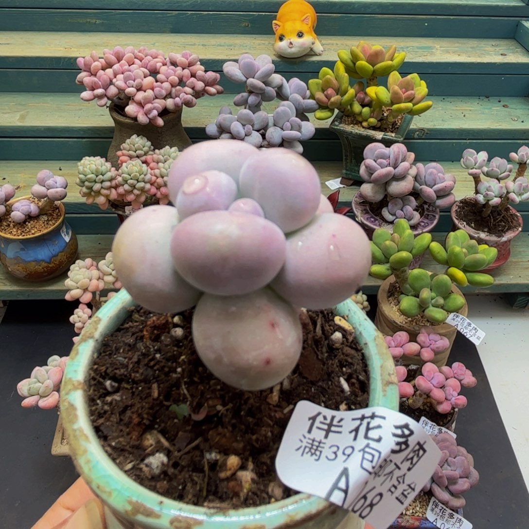 068芭比奶酪3cm多肉