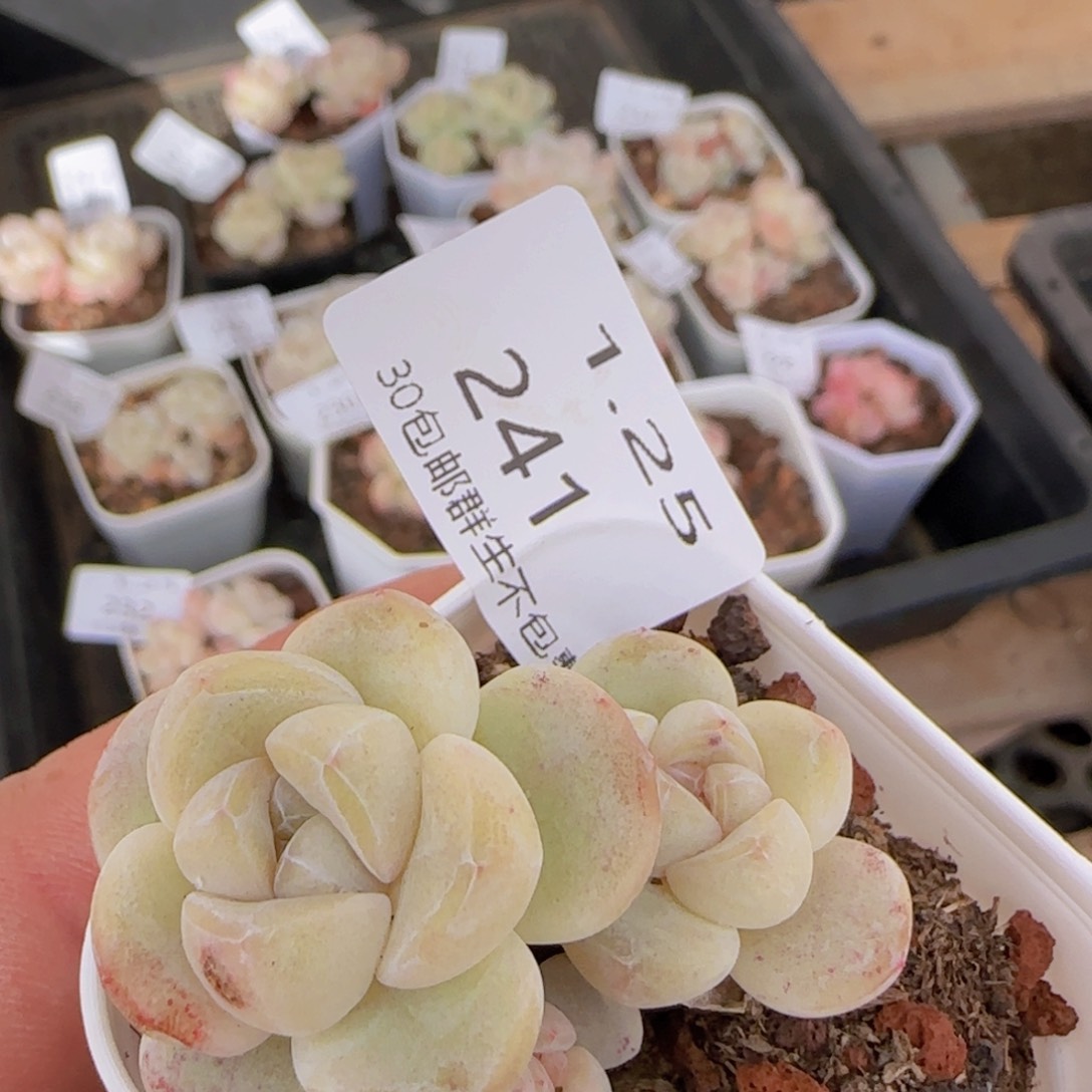 三头白体冰玉一颗脱土