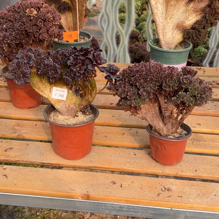 582 欧紫缀带瑕疵玫瑰缀共2颗不售后