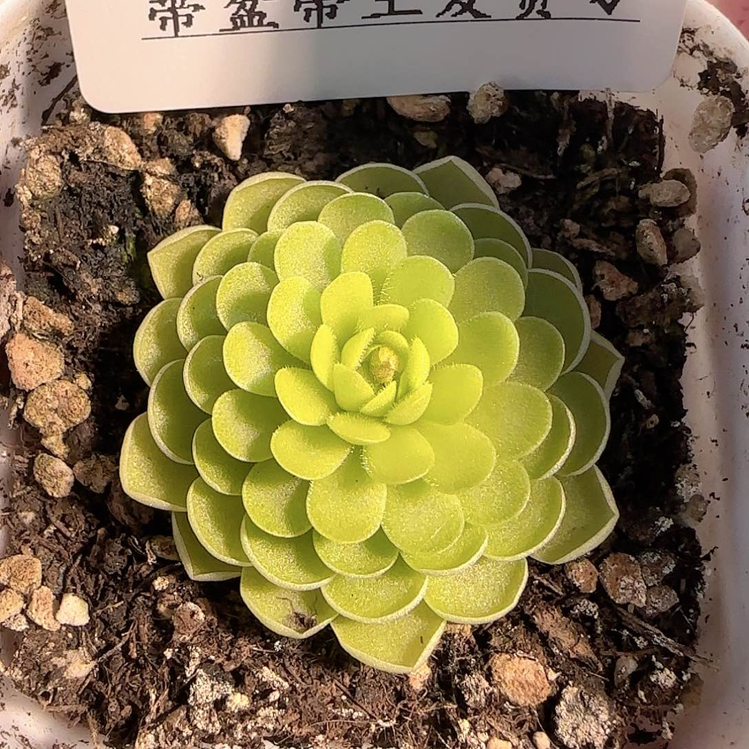 多肉1206-250捕虫堇
