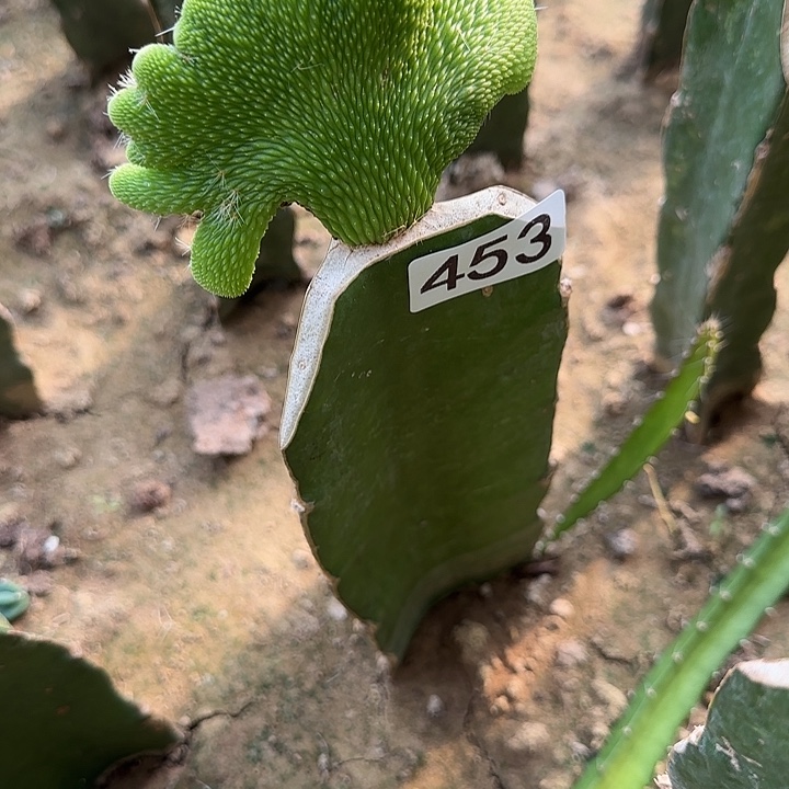土***玊无花朵嫁接青蛇缀453