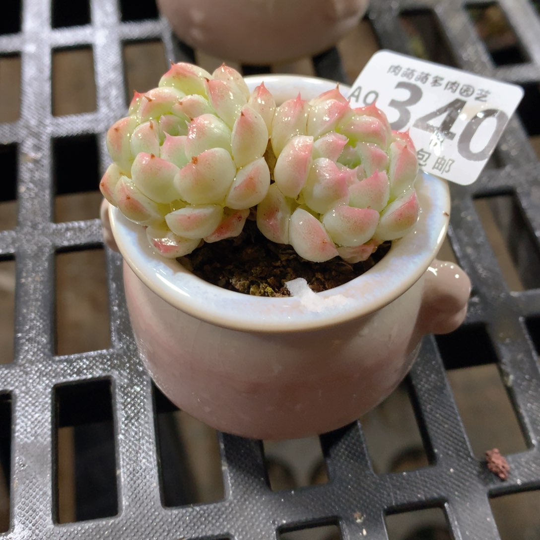 肉萌萌5cm拇指盆多肉AQ340