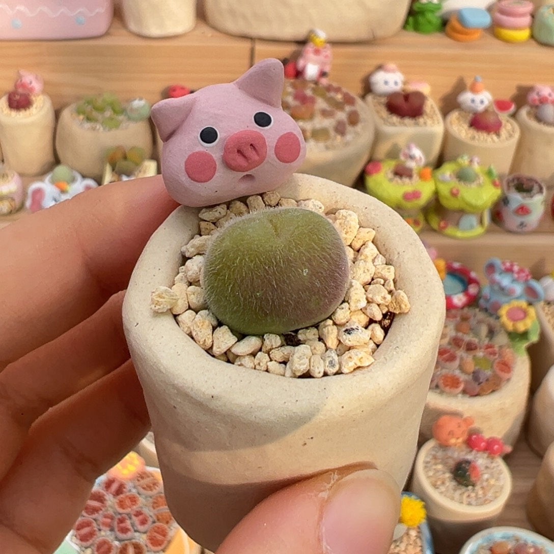 多肉植物10号长毛翠滴