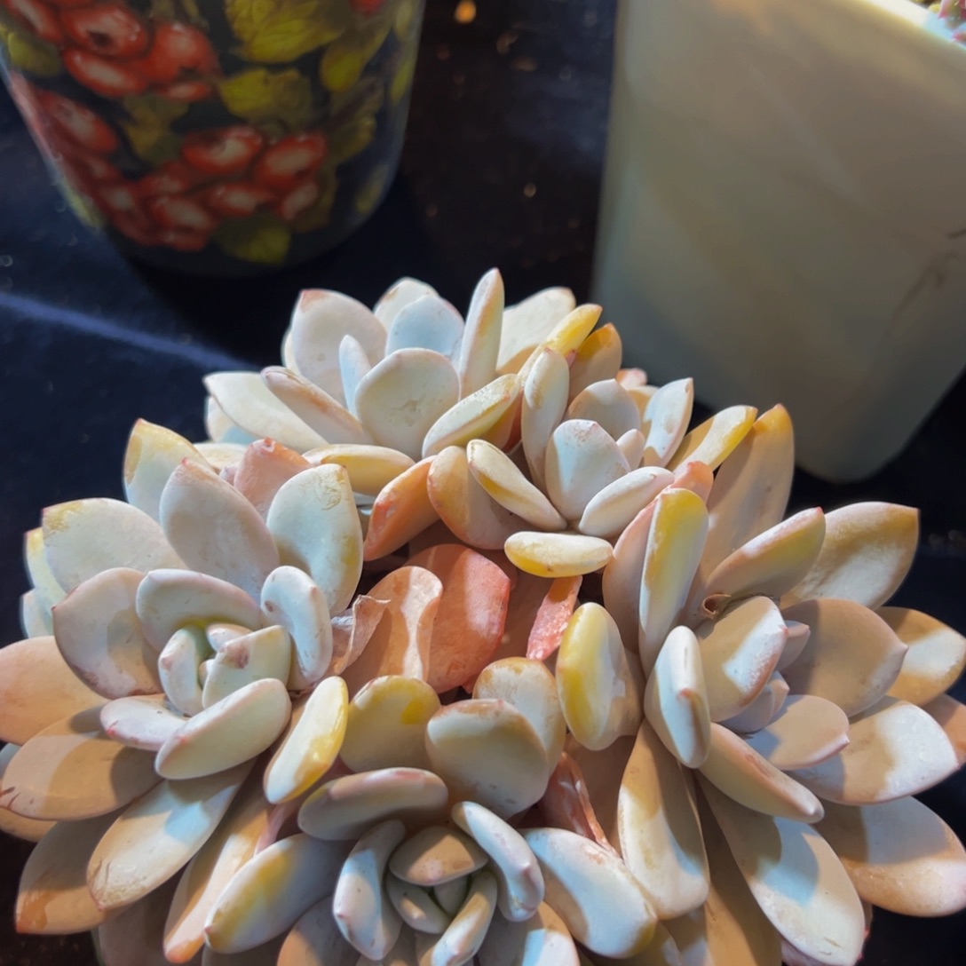 雪莲 新年快乐 新年快乐
