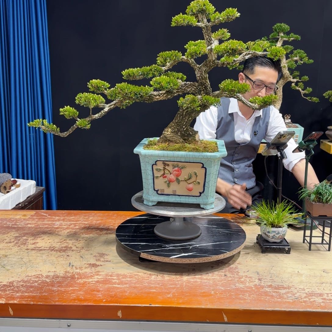 黄杨室内室外盆景艺术