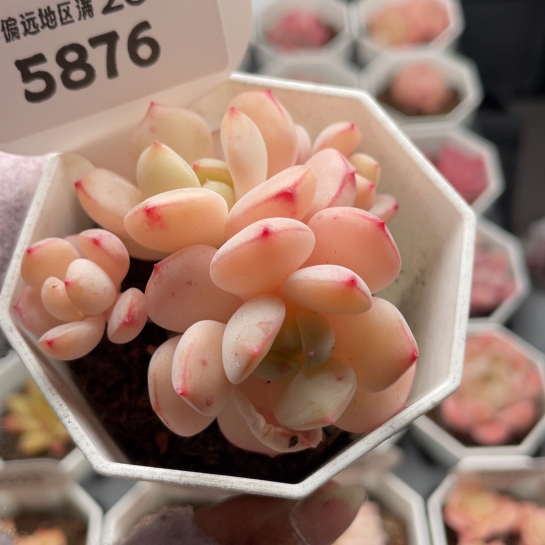 香草5876-6.0厘米