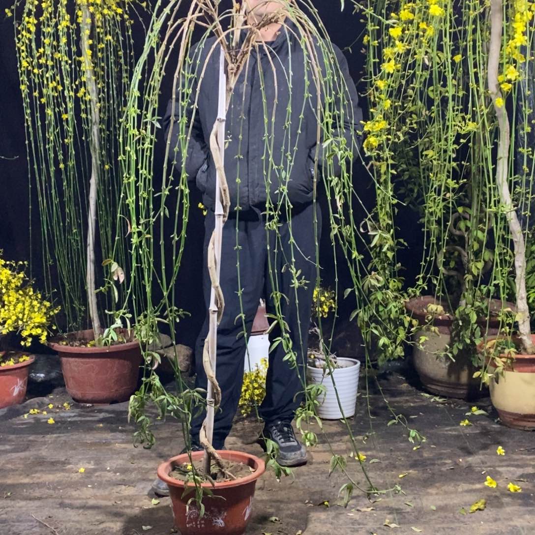 新品种，金玉牡丹，一物一拍