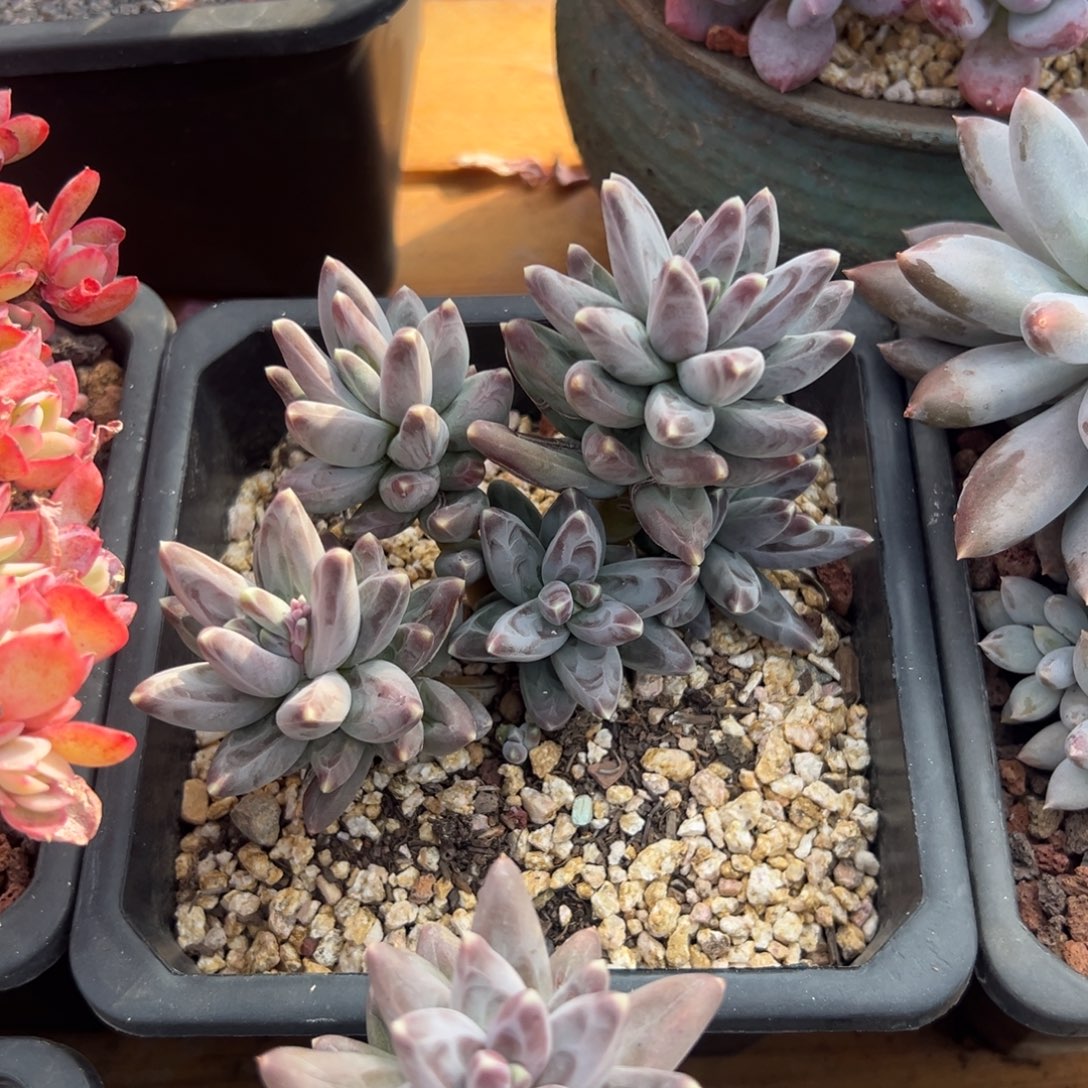 多肉乌拉克拉【非偏远地区满18包邮】