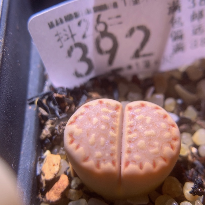 精品生石花26.396