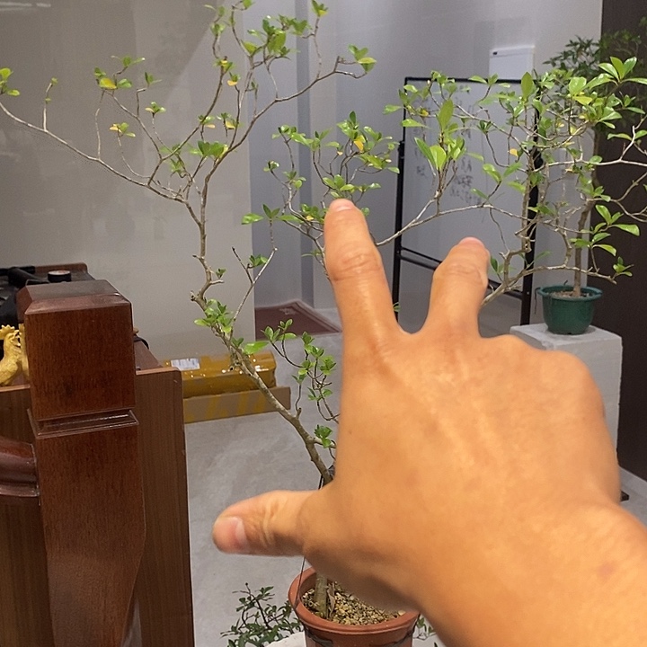 随***文完全开放海岛栀子花111