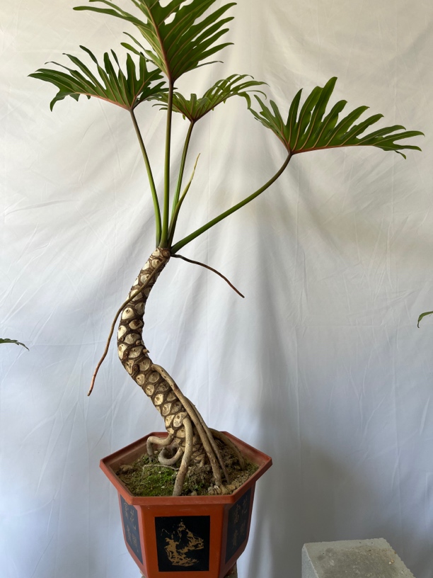 希望小天使绿植不仅颜值高，更是净化空气的小能手百合竹罗汉竹。