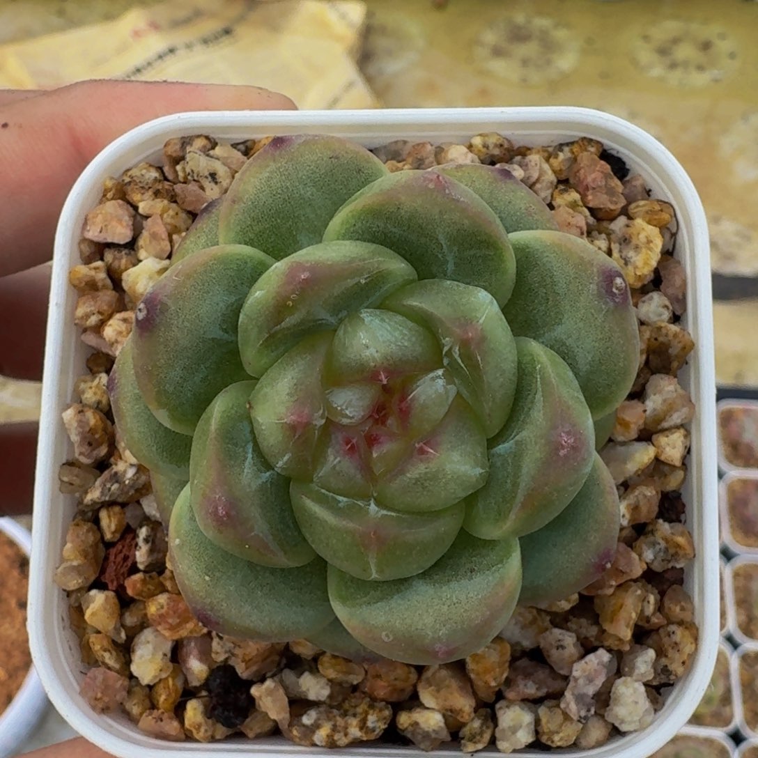 珍妮杂交 一物一拍