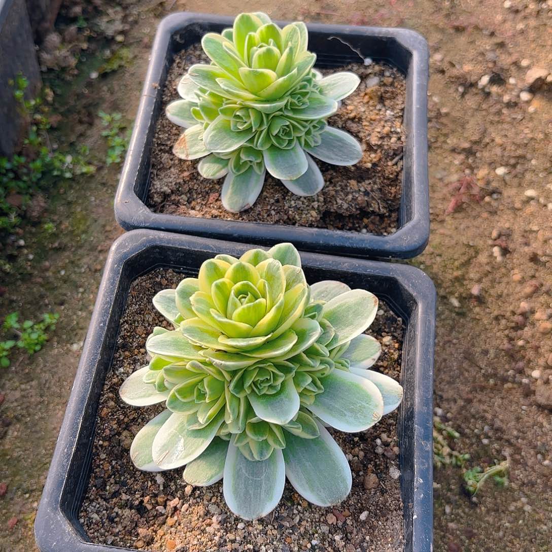 春晓多肉植物两颗