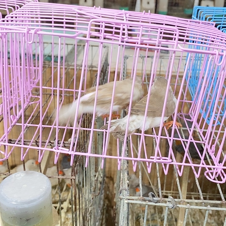 宣***浩珍珠鸟坨企鹅一对包活到家收到货拍开箱视频