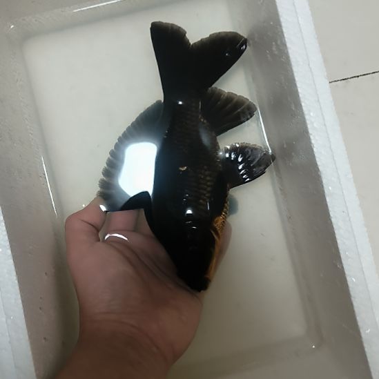 蝴蝶鲤鱼墨蝶大鳍大尾