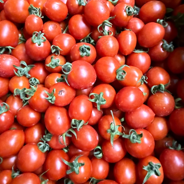 贵州特产圣女果小番茄毛辣果酸汤孕妇食用种子小番茄农家露天自种