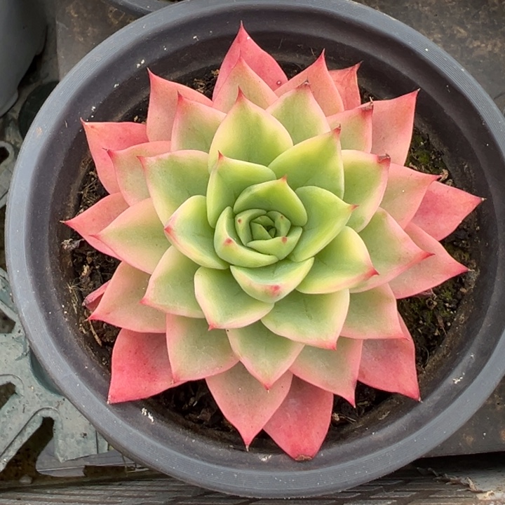 哈密瓜锦一物一拍锦龙