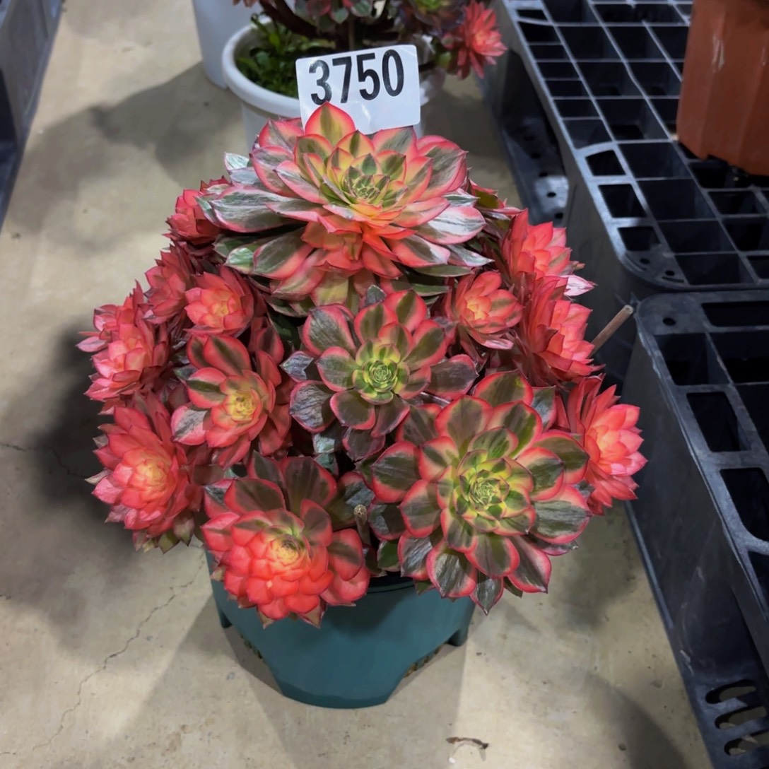 无花朵3750黑魔锦111111